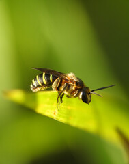 Close up of beautiful Nomia sp. bee