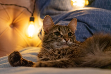 Tabby Cat with Relaxed Mood Resting on a Cozy Bed Against a Warm Indoor Background