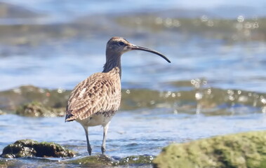  Eurasian or common whimbrel (Numenius phaeopus) on seashore, birds of Montenegro