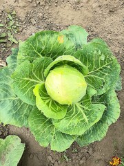 Fresh juicy cabbage grows in the garden