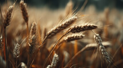Golden ears of grain swaying gently in the breeze Abundant harvest, sunny agricultural scene - swaying heavy farmland field