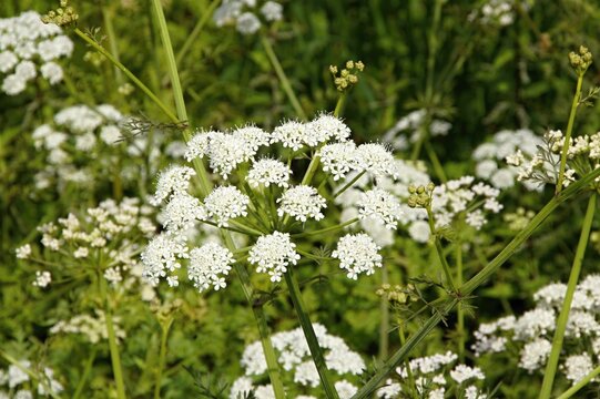 Hemlock water dropwort showing small white flowers growing in nature