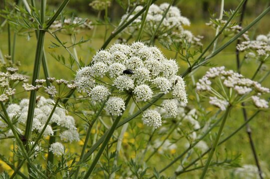 Hemlock water dropwort growing in green meadow attracting insects