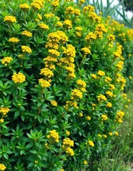 Obraz premium Bushy upright stems densely covered in vibrant green leaves and clusters of tiny yellow flowers, green leaves, summer, background