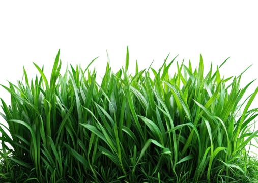Vibrant grass growth in nature's garden view greenery isolated on transparent background