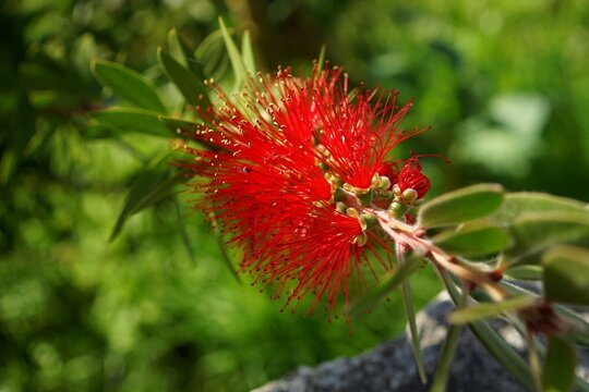 Red bottlebrush flower blooming in a green garden