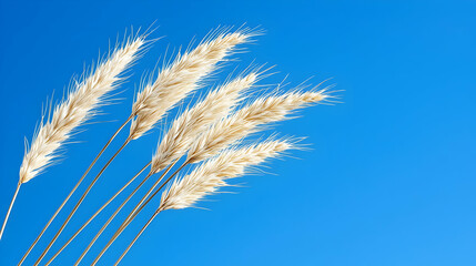 Fluffy White Plants Against A Blue Sky