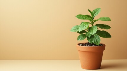 Healthy green houseplant in a terracotta pot with rich soil isolated on a plain beige background for home decoration or indoor gardening