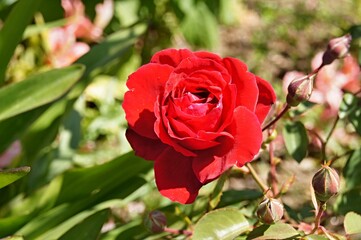 Red rose blooming in garden during summer