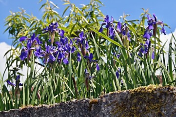Obraz premium Purple irises growing on a low wall with green leaves and a tree in the background
