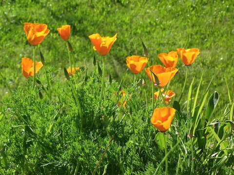 California poppies blooming in green grass field