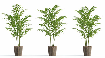 Fototapeta premium Three Potted Palm Plants On White Background