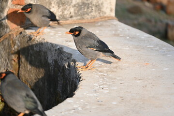 Indian Myna Birds. Its other names Common myna and mynah. This is  a bird of the starling family Sturnidae. This is a group of passerine birds which are native to southern Asia, especially India. 