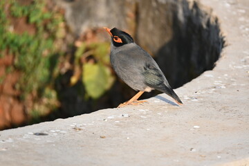 Indian Myna Birds. Its other names Common myna and mynah. This is  a bird of the starling family Sturnidae. This is a group of passerine birds which are native to southern Asia, especially India. 