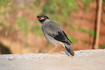 Indian Myna Birds. Its other names Common myna and mynah. This is  a bird of the starling family Sturnidae. This is a group of passerine birds which are native to southern Asia, especially India. 