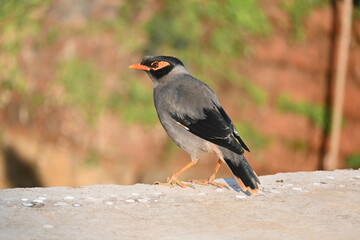 Obraz premium Indian Myna Birds. Its other names Common myna and mynah. This is a bird of the starling family Sturnidae. This is a group of passerine birds which are native to southern Asia, especially India. 