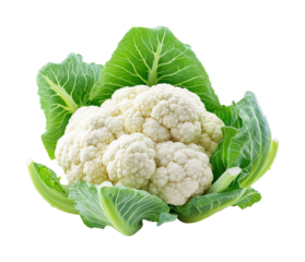 Harvesting fresh cauliflower farm field food greenery isolated on transparent background