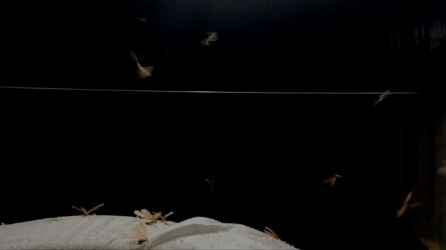 Flying termites in the dark night