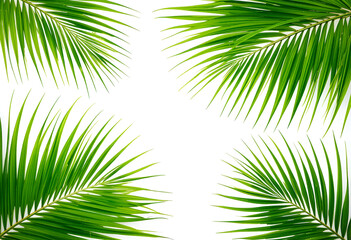 Obraz premium Natural palm frond on transparent background. Tropical green palm leaves. Tropics tree branch on white. Summer decoration design elements. Spring Summer clipart, Cut out, PNG.