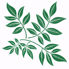Fototapeta premium green leaves isolated on white