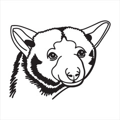 Rainforest Tree Kangaroo – Rare Climber of the Canopy