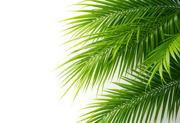 Obraz premium Natural palm frond on transparent background. Tropical green palm leaves. Tropics tree branch on white. Summer decoration design elements. Spring Summer clipart, Cut out, PNG.