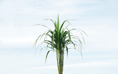 Sugarcane Plant Against Blue Sky Cultivation, Raw Material, Sweetener, and Biofuel Source in Agriculture