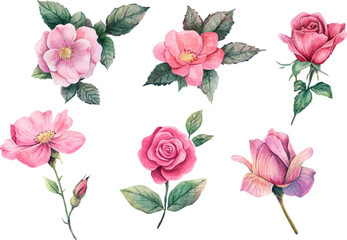 set of pink roses vector