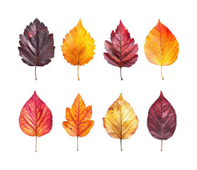 Autumn leaves display natural botanical isolated on transparent background