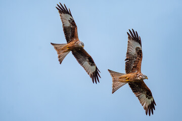 pair of red kites in flight