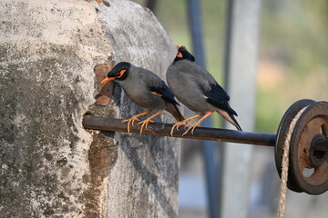 Fototapeta premium Pair of Indian Myna Birds. Its other names Common myna and mynah. This is a bird of the starling family Sturnidae. This is a group of passerine birds. 