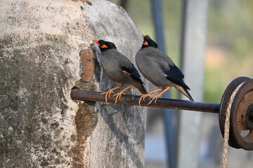 Fototapeta premium Pair of Indian Myna Birds. Its other names Common myna and mynah. This is a bird of the starling family Sturnidae. This is a group of passerine birds. 