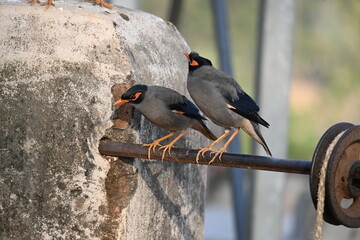 Fototapeta premium Pair of Indian Myna Birds. Its other names Common myna and mynah. This is a bird of the starling family Sturnidae. This is a group of passerine birds. 