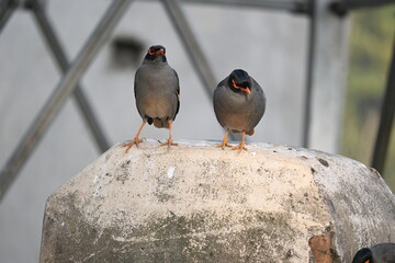 Pair of Indian Myna Birds. Its other names Common myna and mynah. This is  a bird of the starling family Sturnidae. This is a group of passerine birds. 