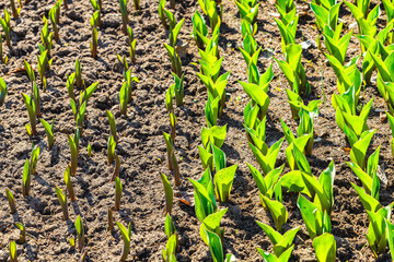 bed of young green tulips, close-up. young tulips grow on the ground. young shoots of tulips