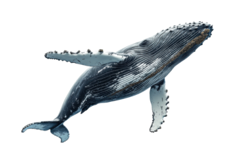 Humpback whale swimming in ocean waters marine life isolated on transparent background