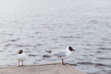 two black-headed gulls on a granite embankment against the backdrop of grey water
