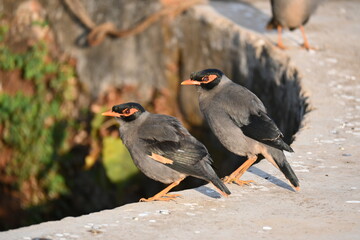 Pair of Indian Myna Birds. Its other names Common myna and mynah. This is  a bird of the starling family Sturnidae. This is a group of passerine birds. 