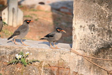 Pair of Indian Myna Birds. Its other names Common myna and mynah. This is  a bird of the starling family Sturnidae. This is a group of passerine birds. 