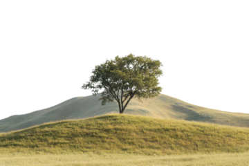tree in a green meadow in front of a hilly mountain isolate on white background with clipping path. PNG