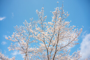 The Sakura cherry blossom season in Japan