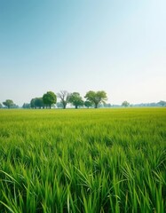 Obraz premium Vast emerald meadow, distant trees under a clear sky, landscape, rural, nature