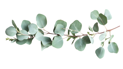 Eucalyptus Leaves Tied Together Isolated on White Background