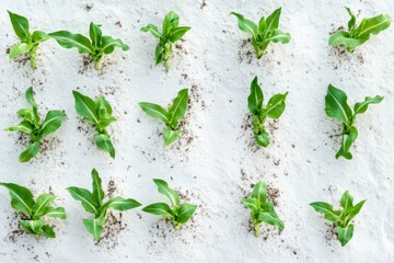 Top View of Corn Sprouts in Symmetrical Grid