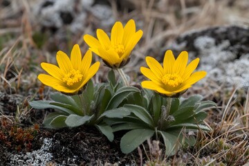 Three Yellow Alpine Flowers in Rocky Terrain