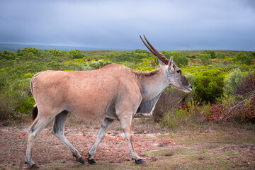 Eland Grazing in the Fynbos of De Hoop Nature Reserve, South Africa