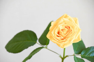 黄色のばら