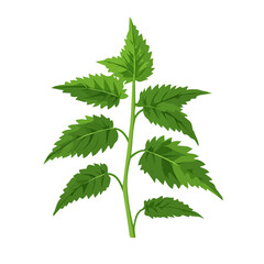 A Very Simple flat 2D icon nettle branch isolated on a white background, vector, flat design, vector, animation design, simple flat 2D icon, minimalist design, vector design