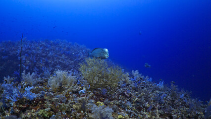 Bumphead Parrot Fish over the Coral Reef in the Red Sea, Farasan Banks in Saudi Arabia