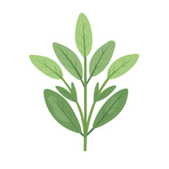 My Simple flat 2D icon sage branch isolated on a white background, vector, flat design, animation design, vector, simple flat 2D icon, minimalist and modern design